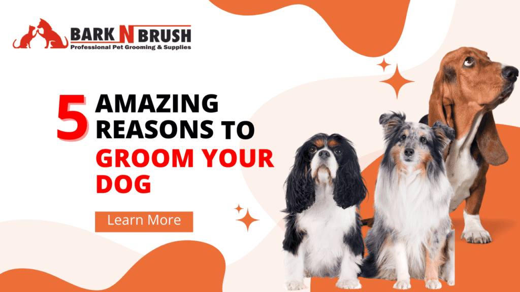 5 Amazing Reasons To Groom Your Dog