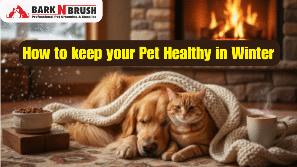 How to keep your Pet Healthy in Winter